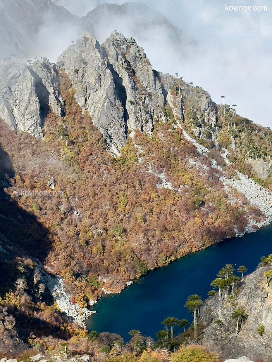 Парка Уэркеуэ араукария