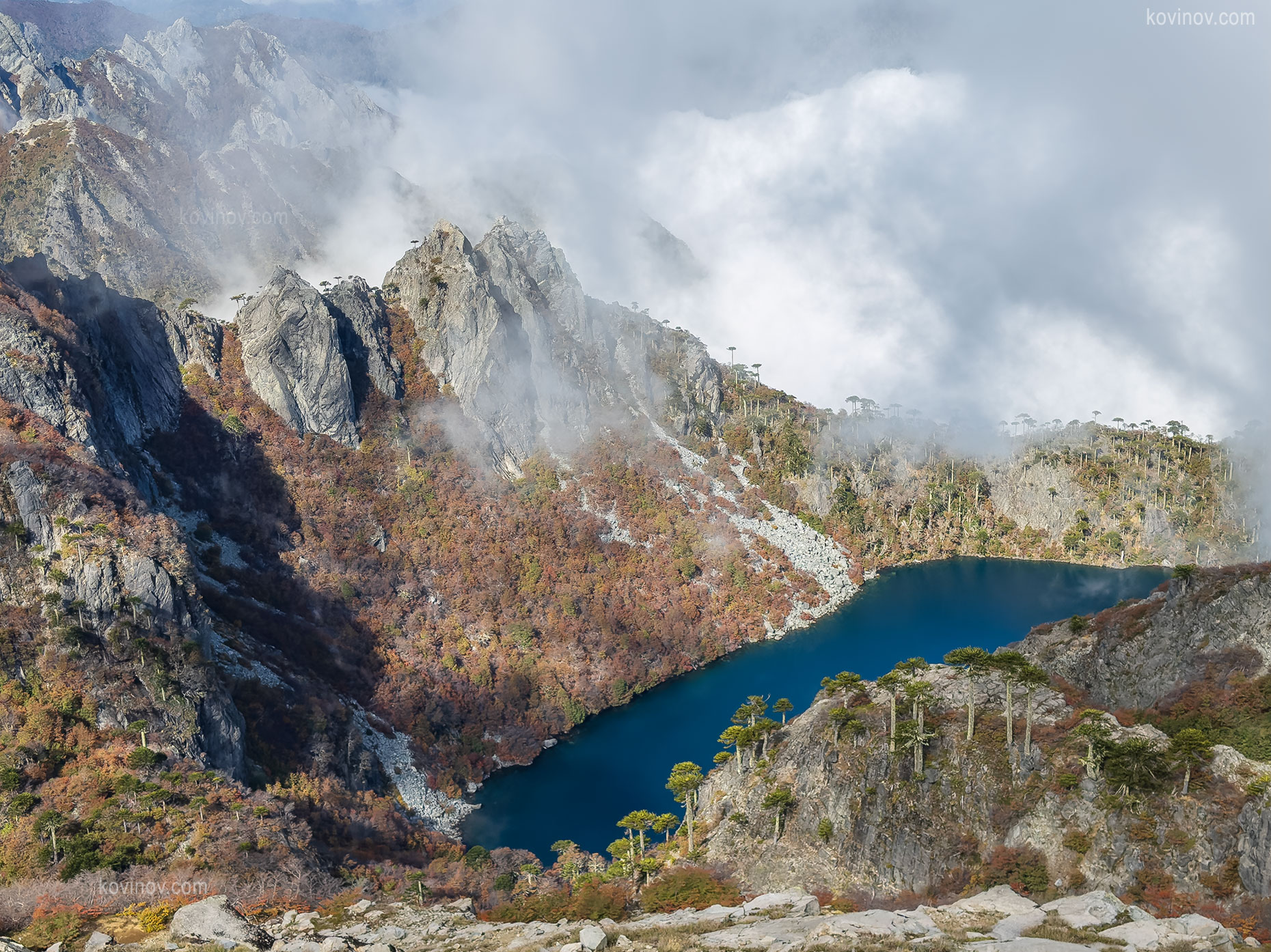 Парка Уэркеуэ араукария