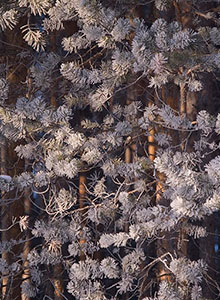     . , 2007